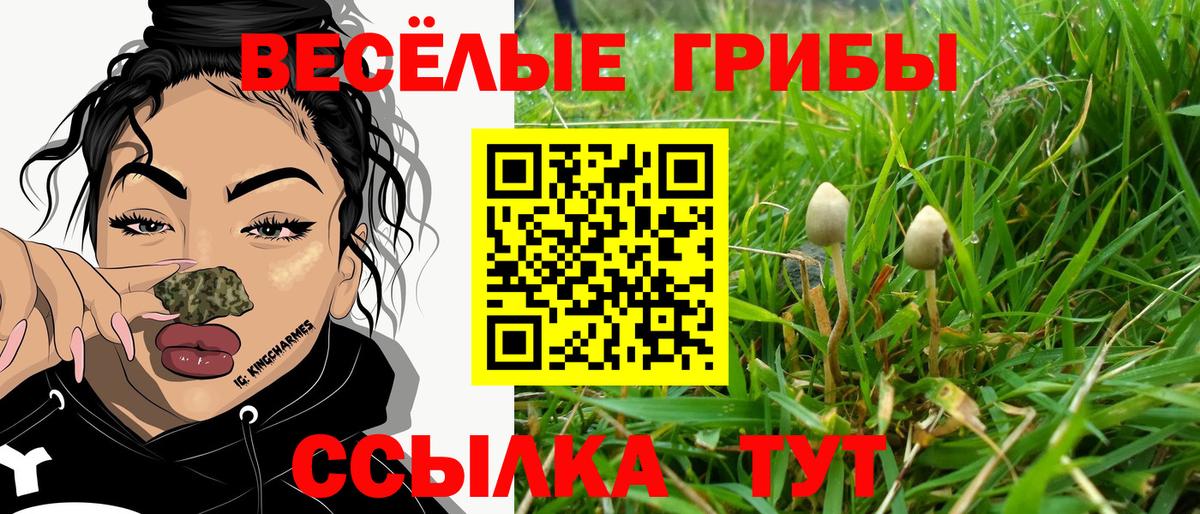 где продают   Галлюциногенные грибы Magic Shrooms  Вход с VPN  Гурьевск 